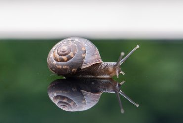 Bava di lumaca nella cosmesi