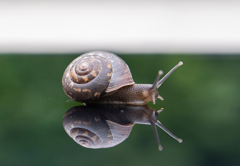 Bava di lumaca nella cosmesi